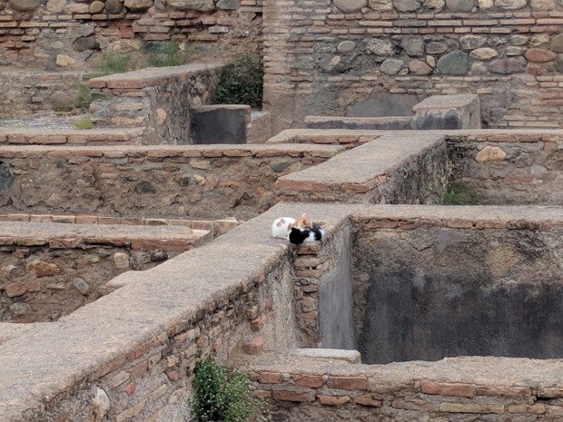 I gatti che abitano la Alhambra