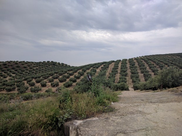 Uliveti Andalusia