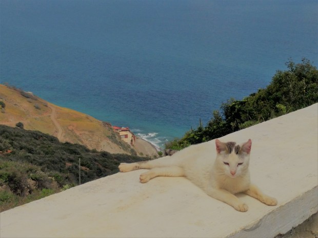 Gatto nella piazzola