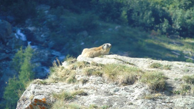Marmotte Gran Paradiso