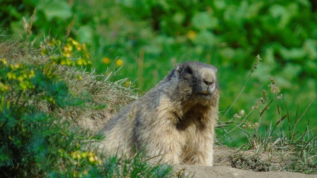 Marmotta da vicino