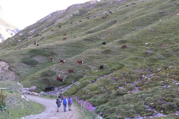 Mucche al pascolo in alta montagna