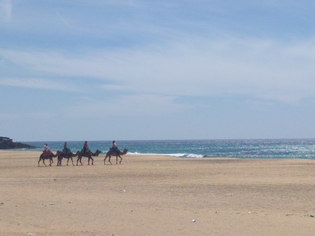 Cammelli sulla spiaggia in Marocco