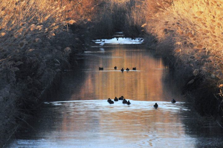 Riserva naturale regionale di Macchiatonda Roma